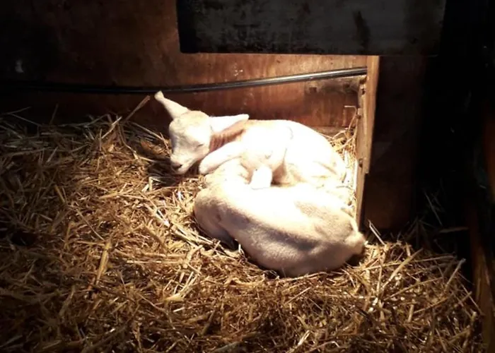 Oda ve Kahvaltı En Het Spookhuis Den Hoorn (North Holland)