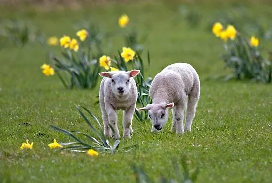 Bed & Breakfast En Het Spookhuis Den Hoorn (North Holland)