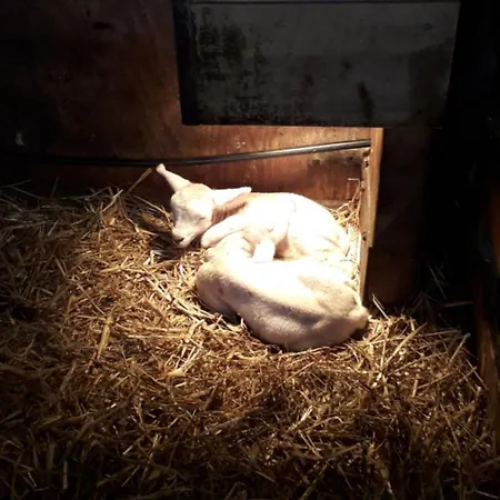 فندق مبيت وإفطار En Het Spookhuis دين هورن